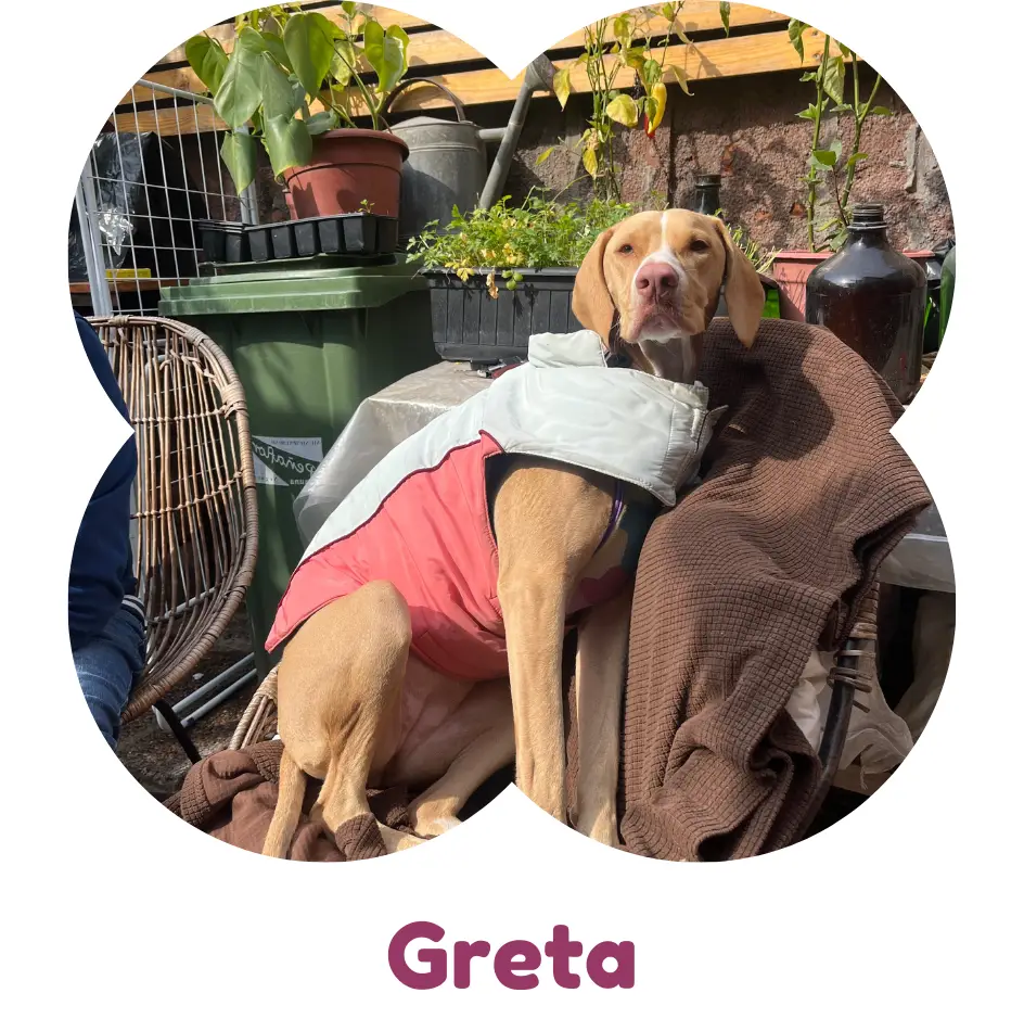 Greta era una perrita llena de energía que tiraba mucho de la correa durante los paseos. Su dueño, un adulto mayor, encontraba muy difícil manejar su fuerza, lo que hacía que los paseos fueran una experiencia complicada para ambos. Con tan solo una clase, Greta aprendió a caminar de manera tranquila y controlada junto a su dueño. Ahora, los paseos son placenteros y seguros, fortaleciendo el vínculo entre ambos y permitiendo que disfruten juntos de sus momentos al aire libre. ¡Un cambio rápido y sorprendente!