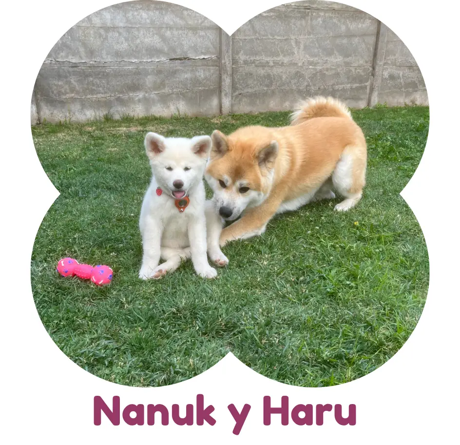 Nanuk era un perro muy tímido que reaccionaba ladrando constantemente ante cualquier estímulo. Su comportamiento hacía difícil para sus dueños recibir visitas en casa o disfrutar de paseos con él, lo que afectaba tanto su calidad de vida como la convivencia familiar. Con una intervención diseñada especialmente para él, trabajamos en su confianza y en técnicas que lo ayudaran a gestionar sus emociones. Gracias al compromiso de su familia y al entrenamiento positivo, Nanuk ha logrado tolerar la presencia de personas, relajarse en espacios familiares y permanecer tranquilo en los lugares que visita con regularidad. ¡Un cambio maravilloso que ha transformado su vida y la de su familia!