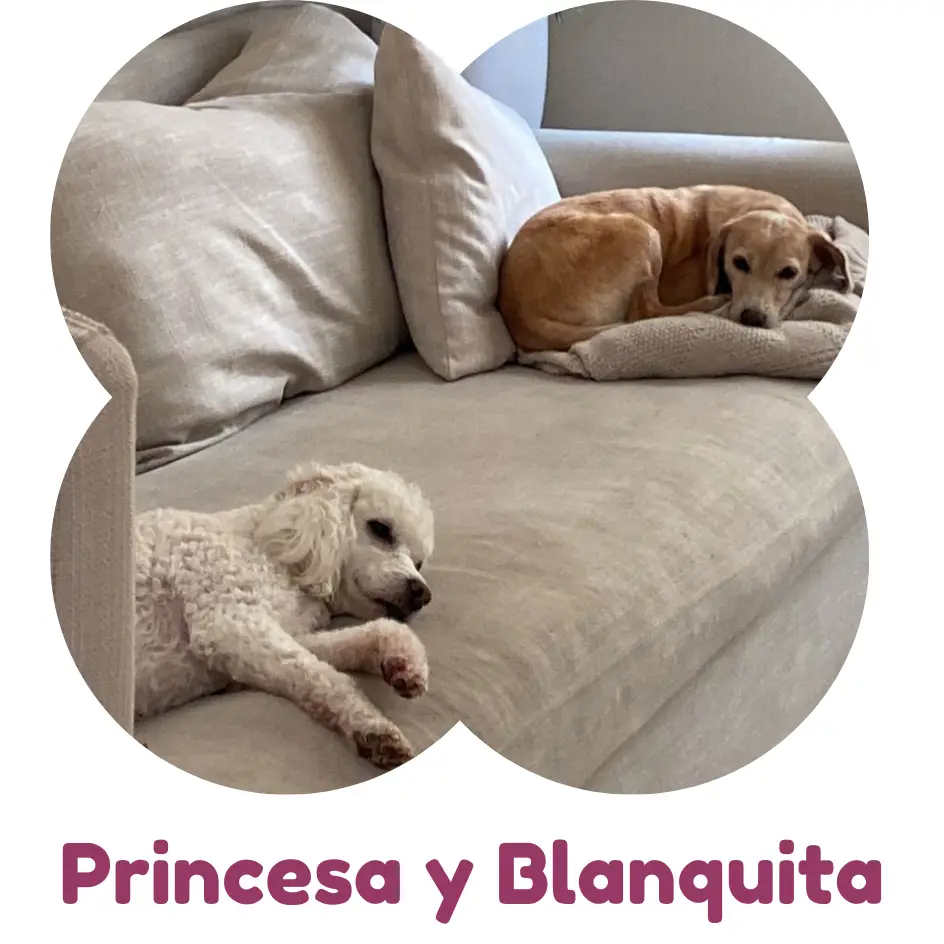 Estas dos adorables perritas habían tenido un pasado difícil y no toleraban separarse de su dueña ni un momento. Además, eran muy desconfiadas y no permitían que nadie se acercara a ellas. Su dueña, preocupada por su bienestar y con un bebé en camino, sabía que era necesario trabajar en su comportamiento para lograr una convivencia más tranquila y armoniosa. Con paciencia, técnicas personalizadas y mucho cariño, logramos que las perritas ganaran confianza tanto en sí mismas como en quienes las rodean. Hoy en día, son perritas equilibradas, sociables y se adaptaron perfectamente a la llegada del bebé. ¡Un cambio increíble que demuestra que con dedicación y amor, todo es posible!