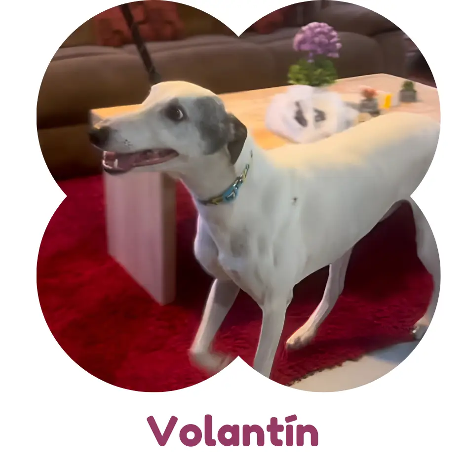 Volantín, un hermoso galgo, era extremadamente tímido y sufría mucho con los ruidos fuertes, especialmente los petardos que eran frecuentes en su sector. Su miedo lo llevaba a huir despavorido, poniendo en riesgo su seguridad y causando gran preocupación a su familia. Con un enfoque basado en la calma, la confianza y el uso de técnicas positivas, trabajamos juntos para que Volantín pudiera enfrentar sus temores. Hoy, este valiente galgo ha aprendido a permanecer tranquilo en su lugar cuando aparecen estos sonidos molestos. Es un ejemplo inspirador de cómo, con paciencia y dedicación, se pueden superar incluso los miedos más grandes.