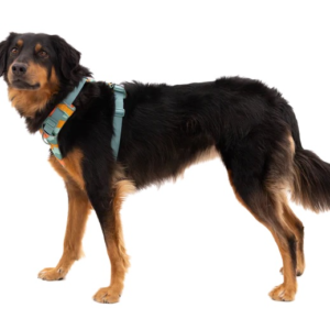 Arnés acolchado antitirones 🐾 Comodidad, Control y Seguridad en Cada Paseo 🌲✨