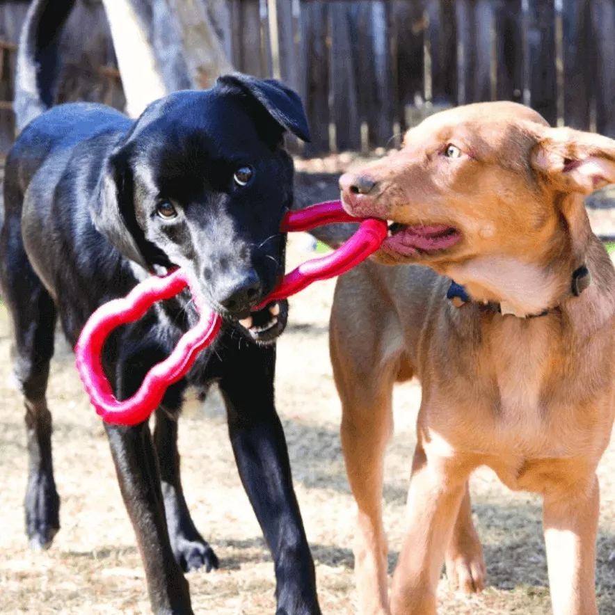Tug Toy - 🐶 Fuerza, Diversión y Vínculo en Cada Mordida 💪🎾 - Imagen 2
