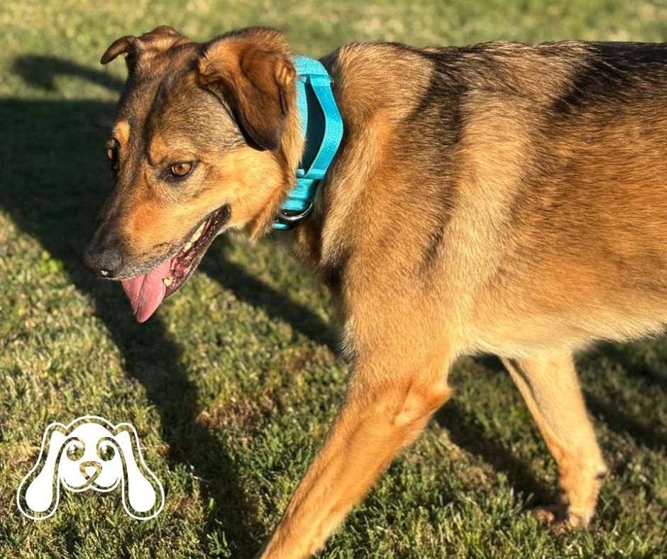 Collar Táctico para Perros – Resistencia, Control y Ajuste Seguro - Imagen 2